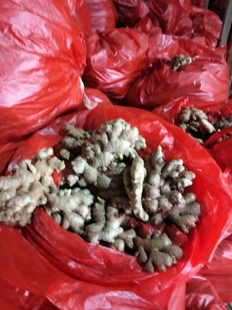 精品小黄姜代收代存物美价廉！货源充足，质量保证，全国发货