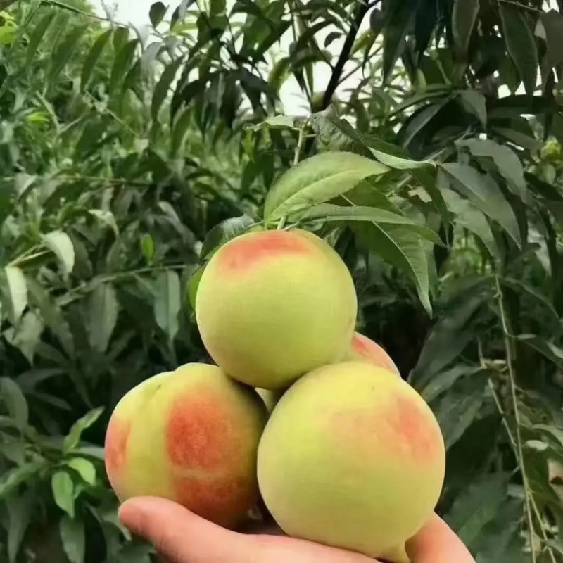 鹰嘴蜜桃产地直发口感脆甜价格不贵质量保证欢迎老板下单选购