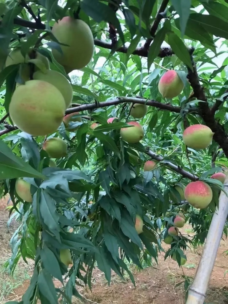 鹰嘴蜜桃产地直发口感脆甜价格不贵质量保证欢迎老板下单选购