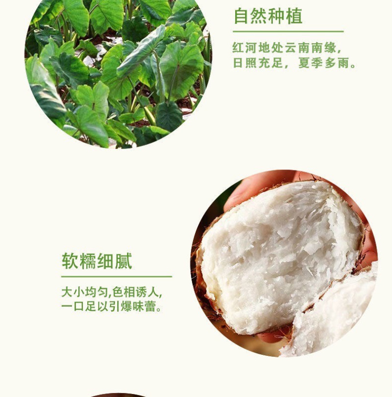云南新鲜毛芋头整箱1斤2斤3斤5斤9斤软糯香甜