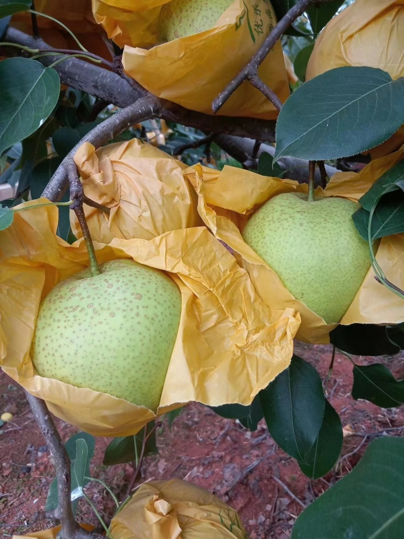 雪花梨云南红河雪花梨大量上市中品质保障量大从优