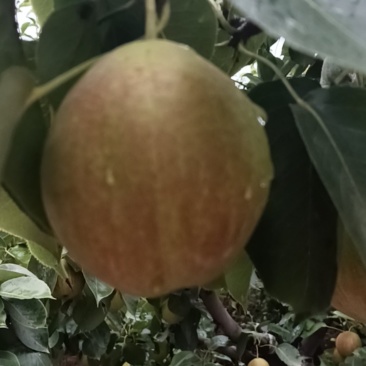 新梨七号