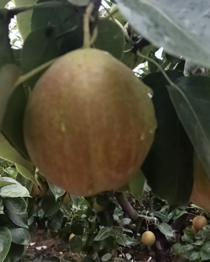新梨七号