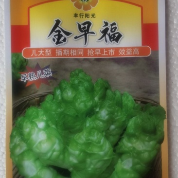 儿菜种子金早福方正早熟儿菜大儿型提早上市效益高