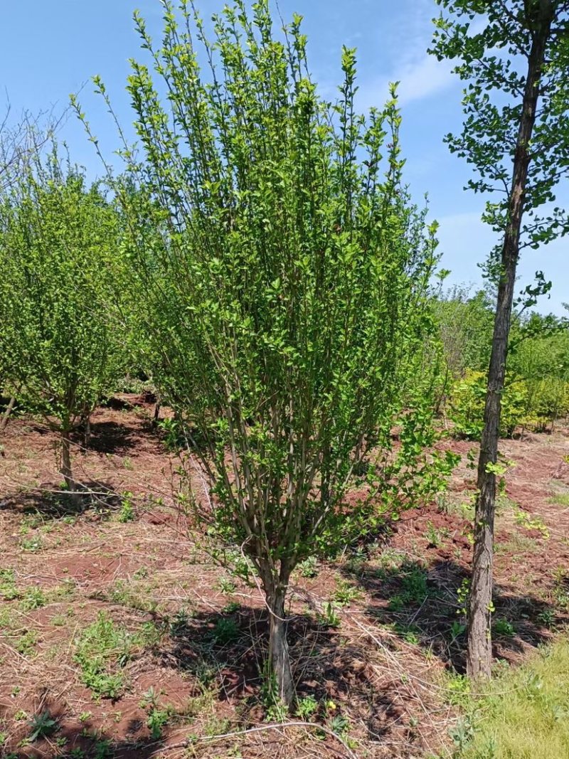 木槿树苗木槿花苗重瓣木槿当年开花绿化庭院植物篱笆墙