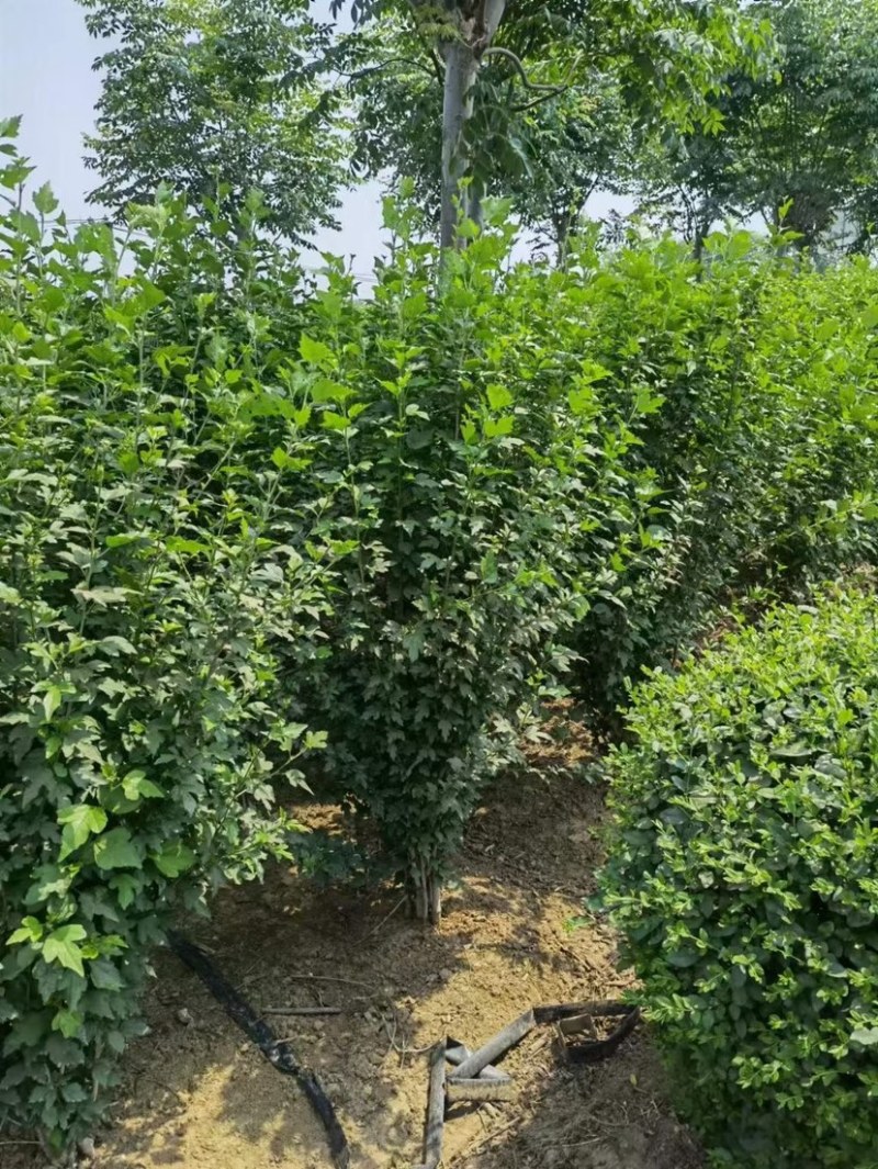 木槿树苗木槿花苗重瓣木槿当年开花绿化庭院植物篱笆墙