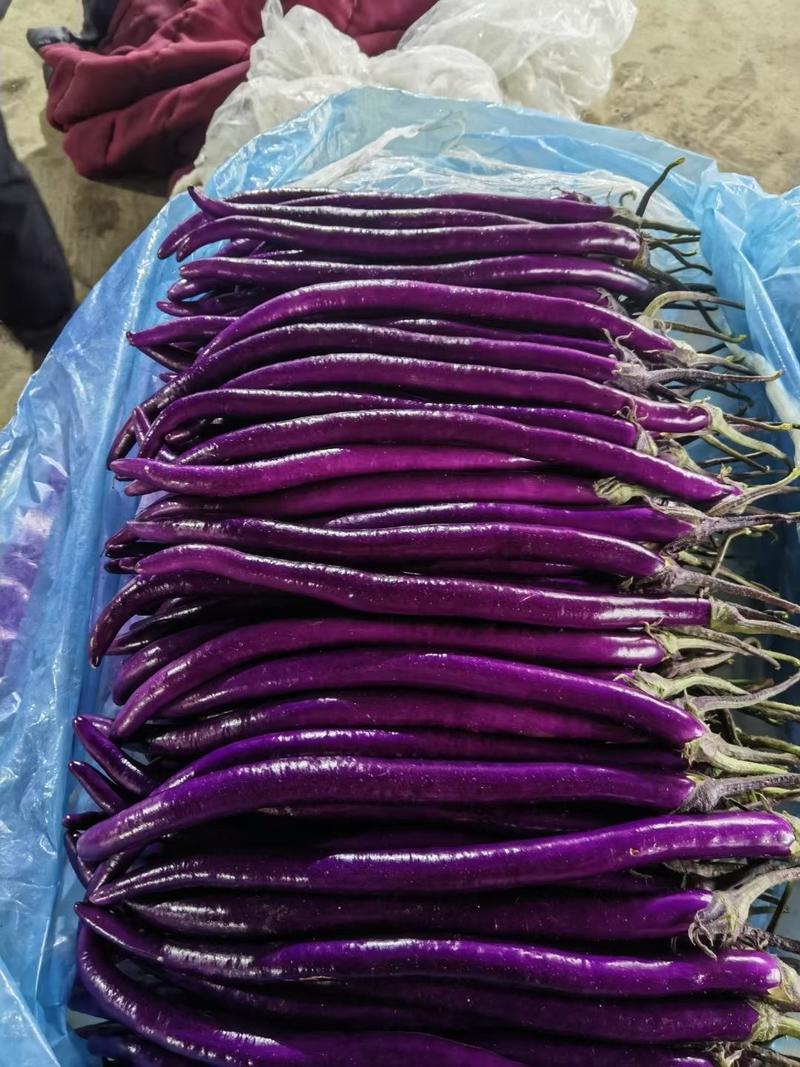 兰陵县精品红线茄大量供应，产地直发，色泽鲜亮
