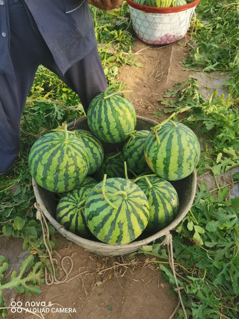 美都麒麟瓜