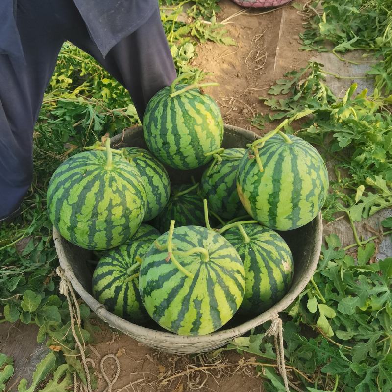 美都麒麟瓜