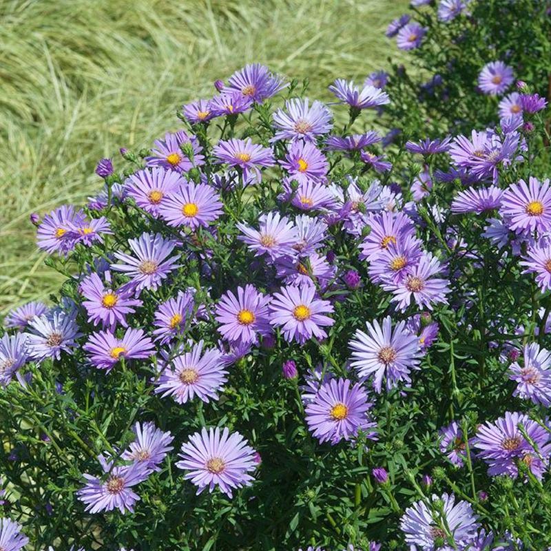 高山紫菀种子紫苑高岭紫菀菊花种子宿根简单易活花籽耐寒花种