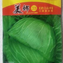 甘蓝种子美娜319进口种子口感型扁球叶色油绿脆甜