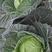 甘蓝种子美娜319进口种子口感型扁球叶色油绿脆甜