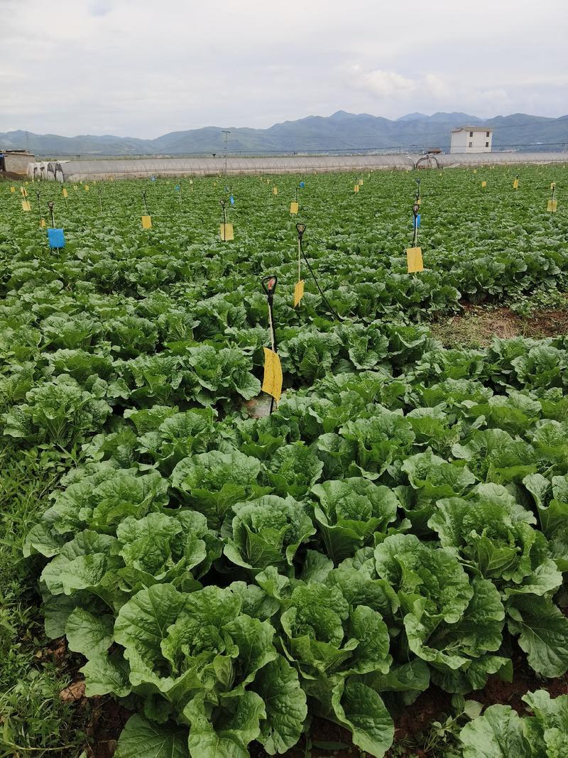 大白菜云南曲靖基地供货量大从优对接各地市场电联采购