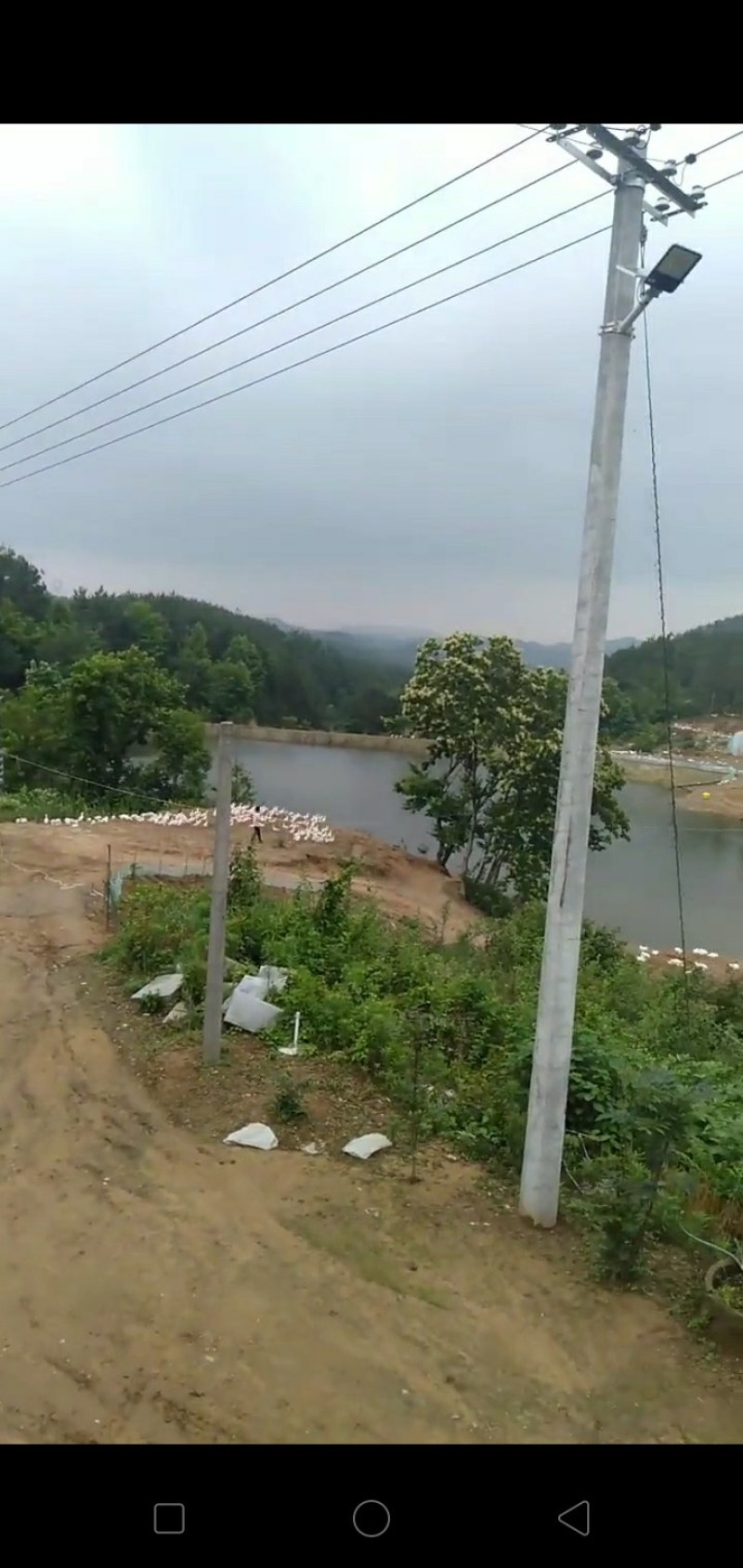 寻找合作伙伴两千亩山林养殖场地