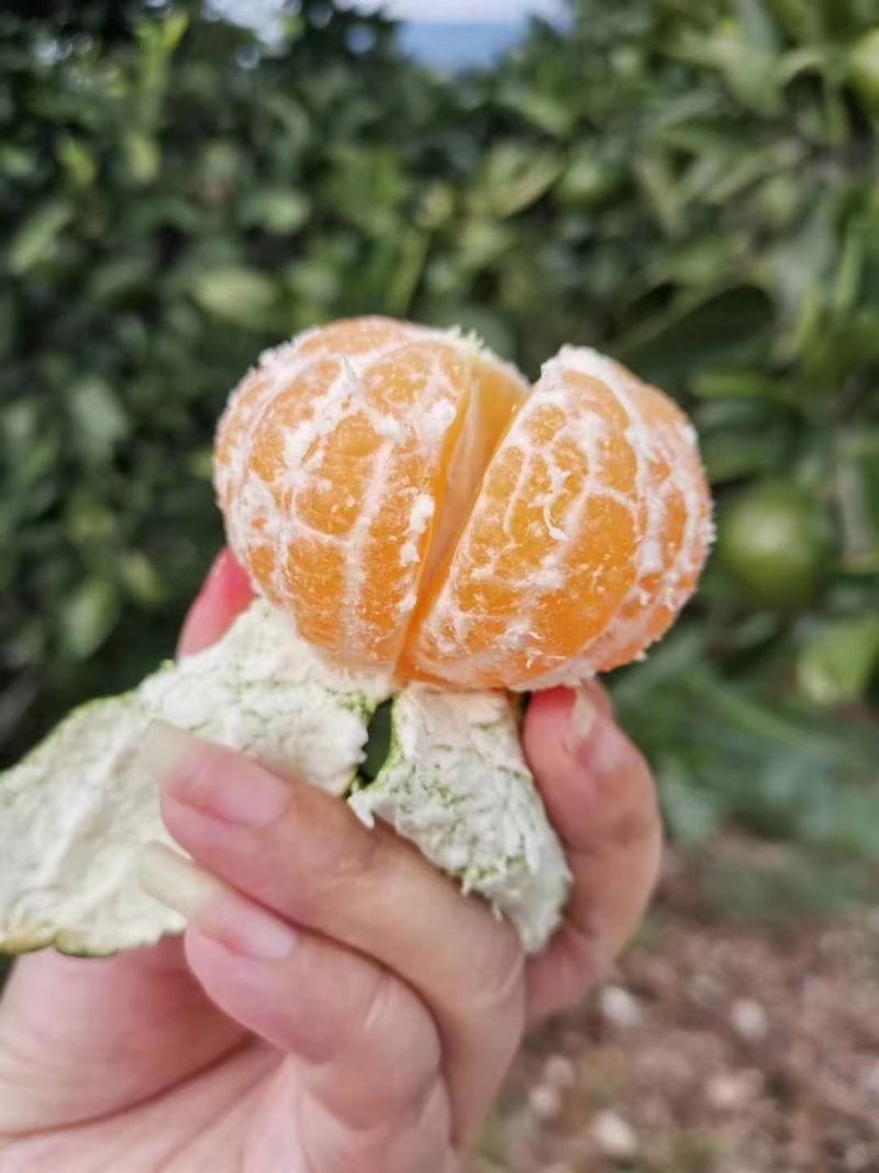 云南蜜橘开始大量上市了货源充足