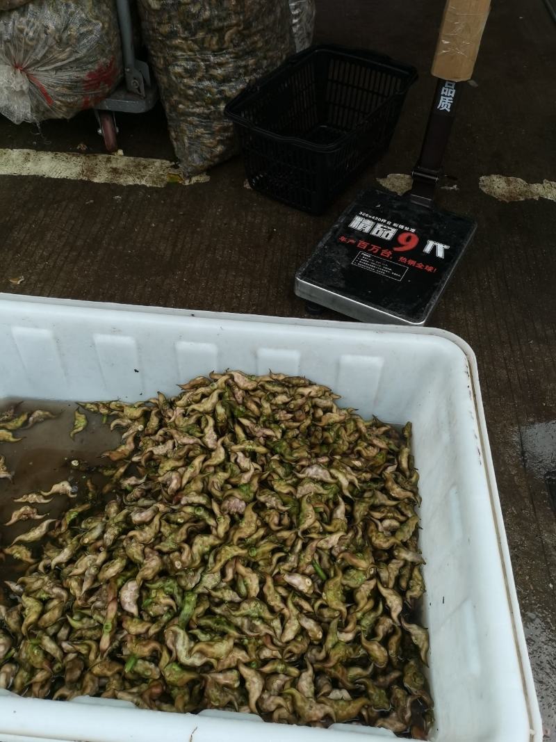 菱角自产自销