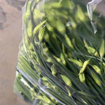 梁山精品韭苔大量上市了白跟质量好绿帽大量对接全国客商