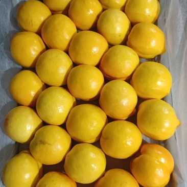 油八黄油桃