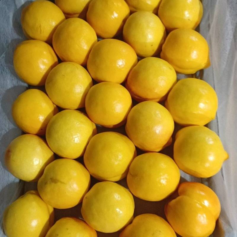 油八黄油桃