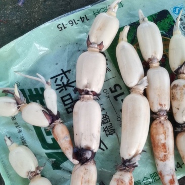 2024年新藕，皮肤洁白，脆甜爽口，价格优惠，