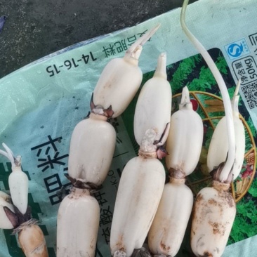 2024精品莲藕，价格优惠，莲藕脆甜爽口，价格便宜