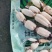 2024精品莲藕，价格优惠，莲藕脆甜爽口，价格便宜