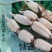 2024精品莲藕，价格优惠，莲藕脆甜爽口，价格便宜