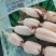 2024精品莲藕，价格优惠，莲藕脆甜爽口，价格便宜