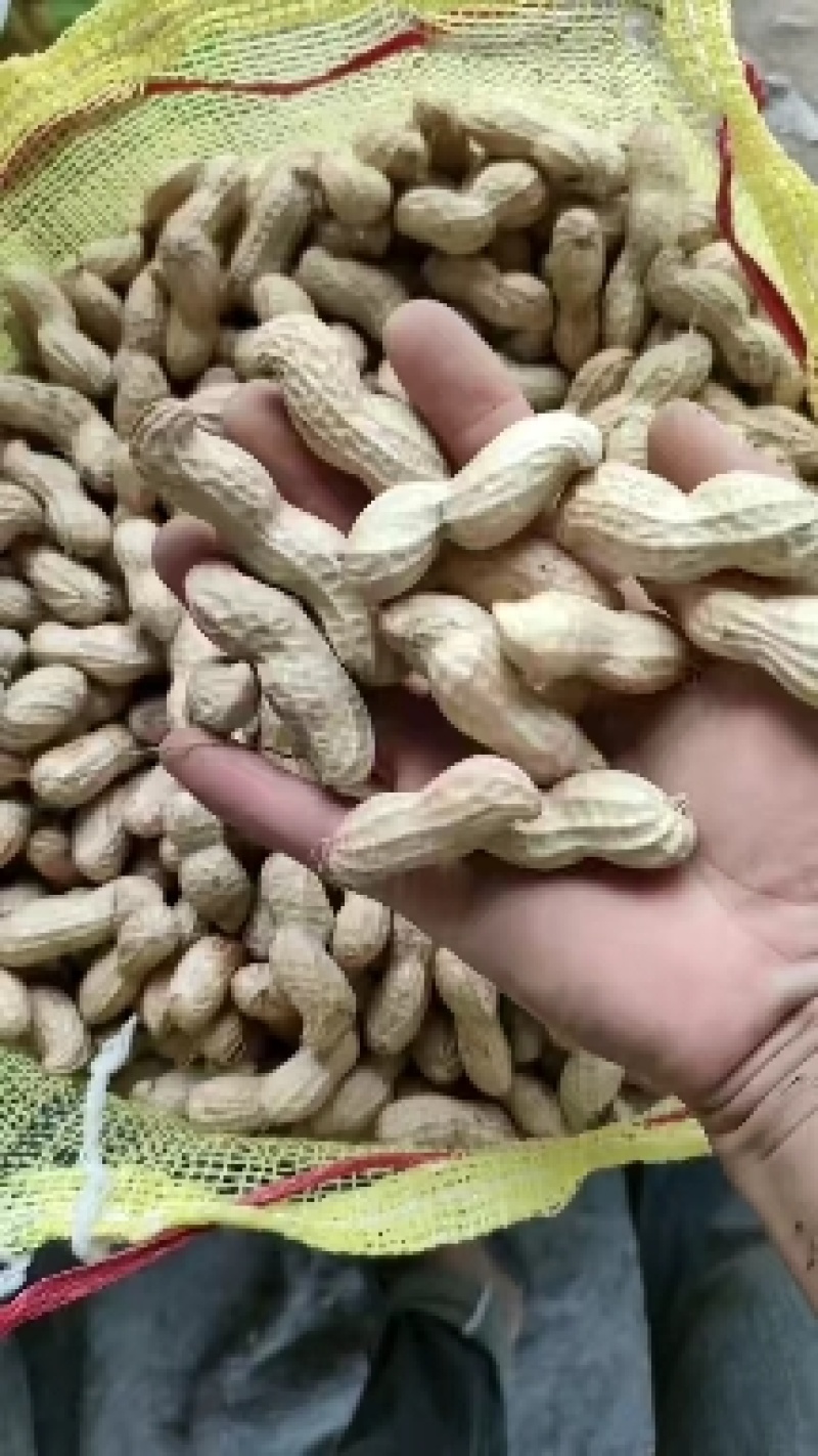 河南开封纯沙土地带壳鲜花生，颜色雪白，籽粒饱满专业代收