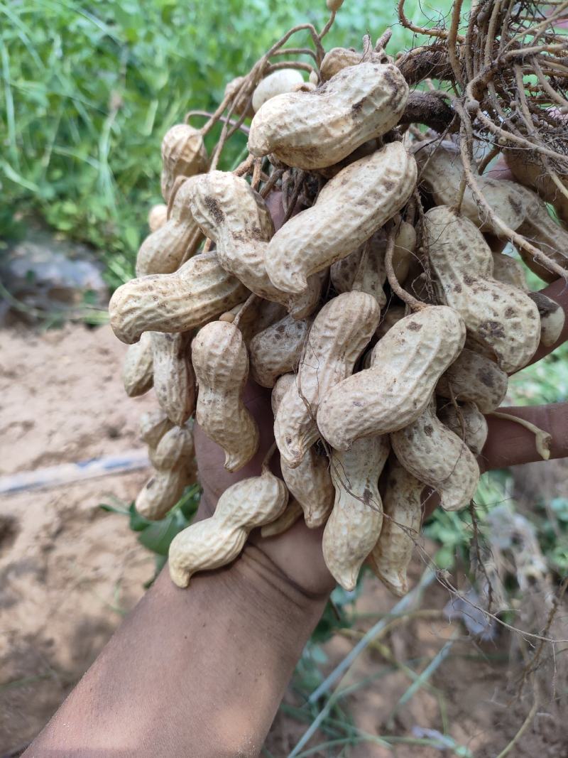 河南开封纯沙土地带壳鲜花生，颜色雪白，籽粒饱满专业代收