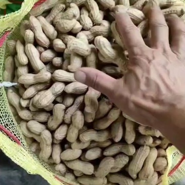 河南开封纯沙土地带壳鲜花生，颜色雪白，籽粒饱满专业代收