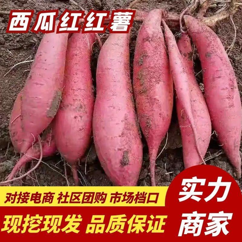【热销推荐】红薯，万亩种植基地西瓜红红薯，供货电商商超