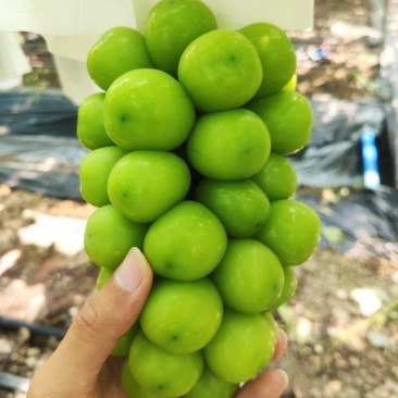 【优选商家】精品阳光玫瑰产地直供质量保证可视频看货