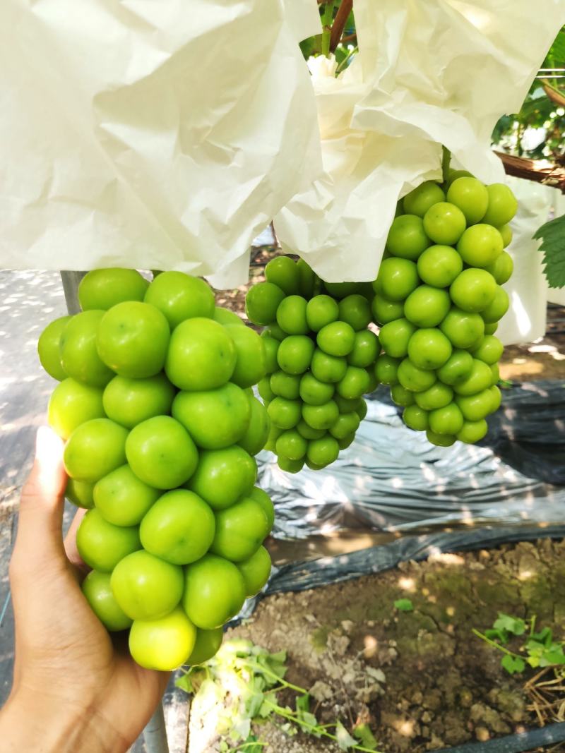 【优选商家】精品阳光玫瑰产地直供质量保证可视频看货