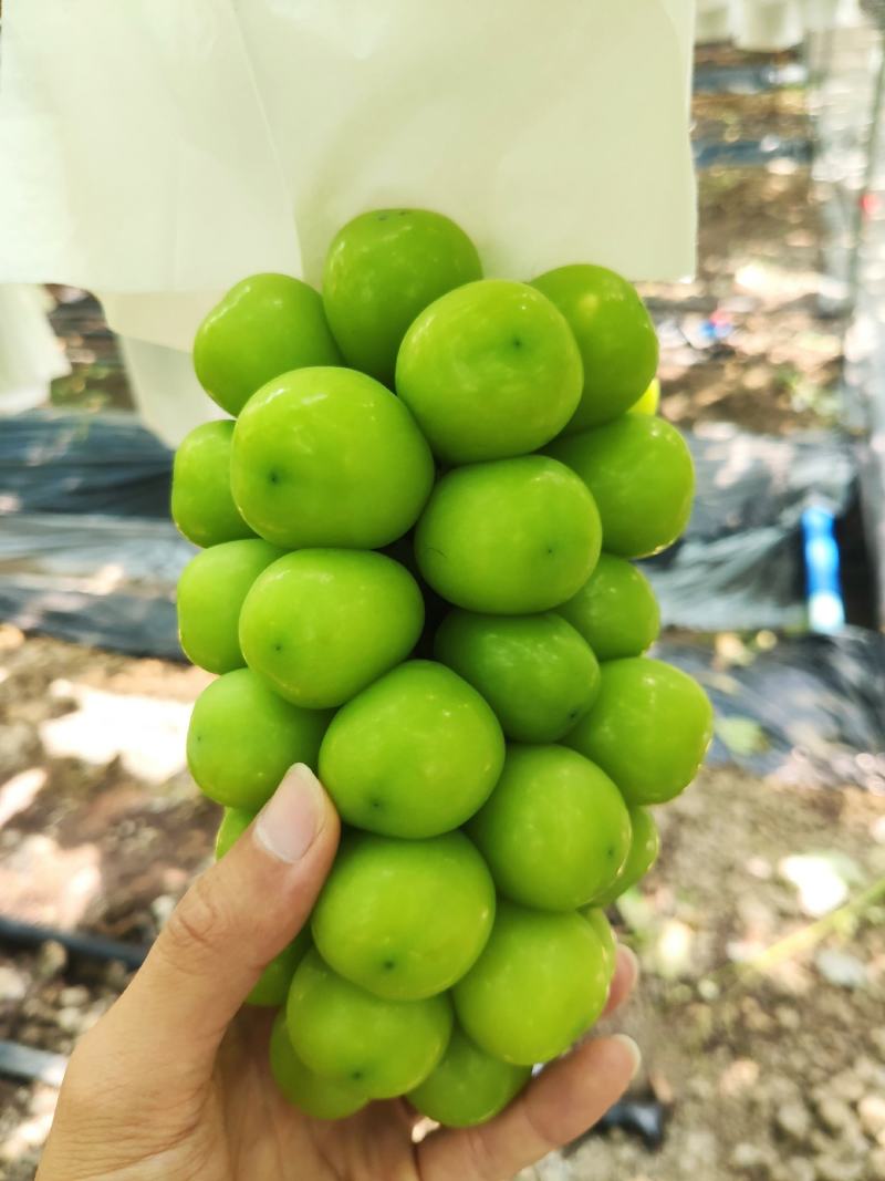 【优选商家】精品阳光玫瑰产地直供质量保证可视频看货