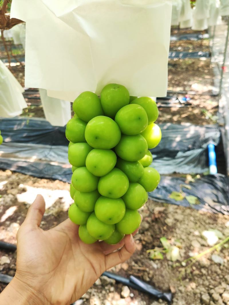 【优选商家】精品阳光玫瑰产地直供质量保证可视频看货