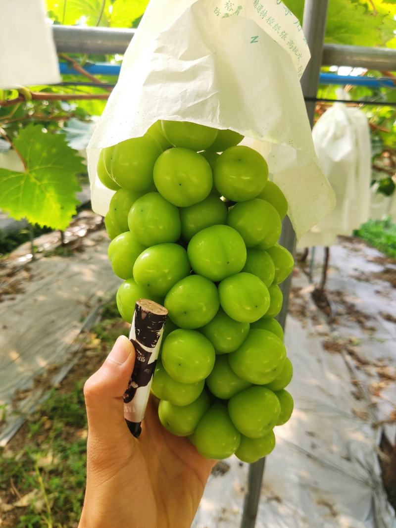 【优选商家】精品阳光玫瑰产地直供质量保证可视频看货