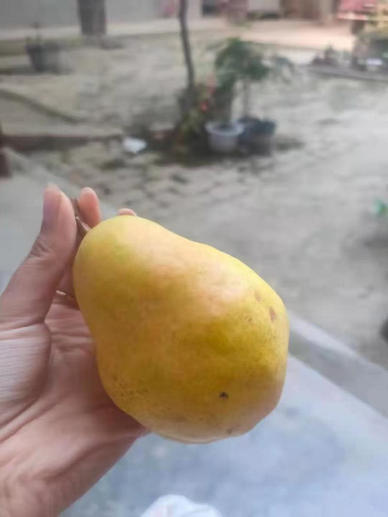 巴梨批发零售产地直发