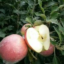 红露苹果美八苹果大量批发货源充足当天采摘单车发货