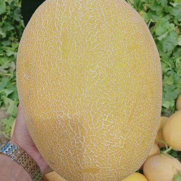 金色年华哈密瓜