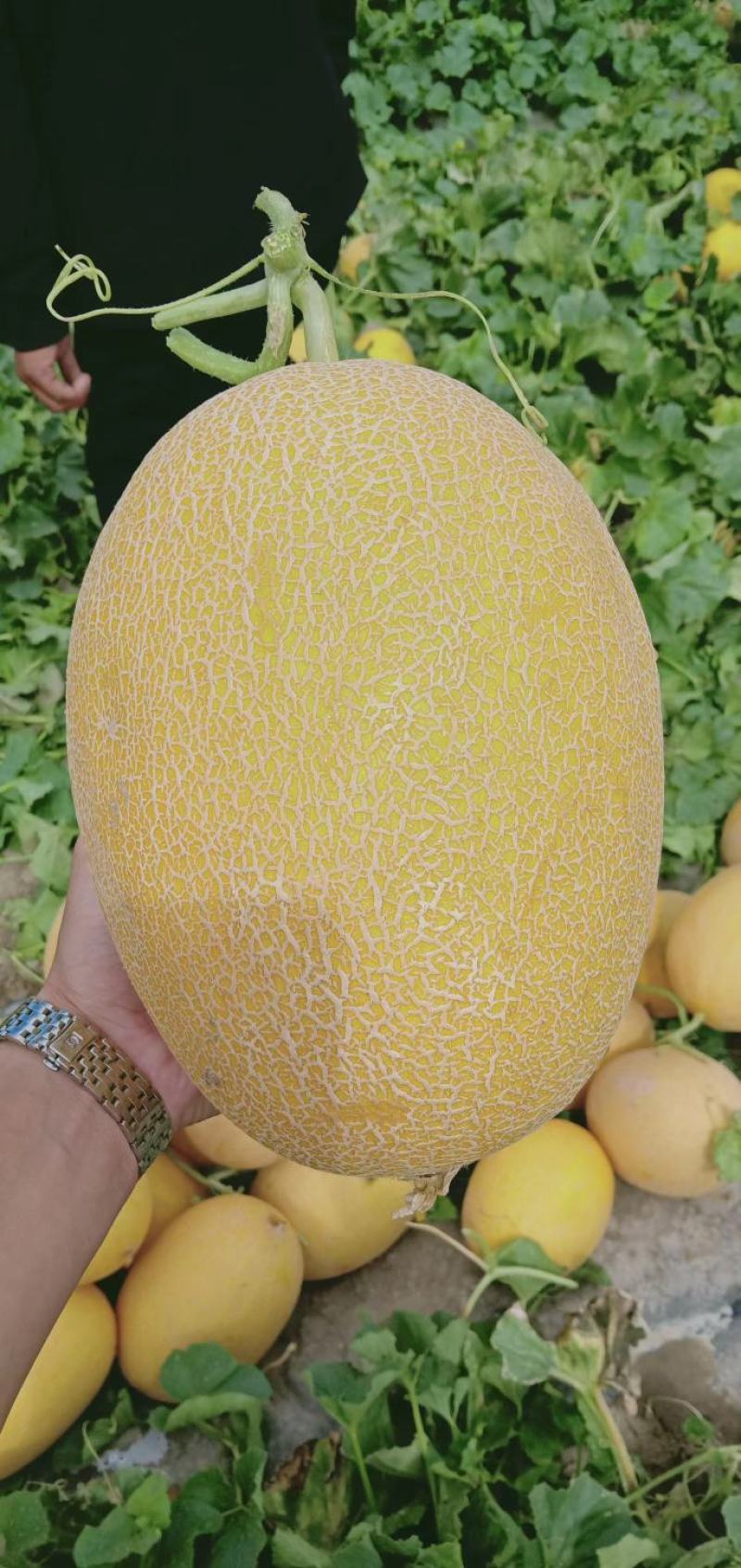 金色年华哈密瓜