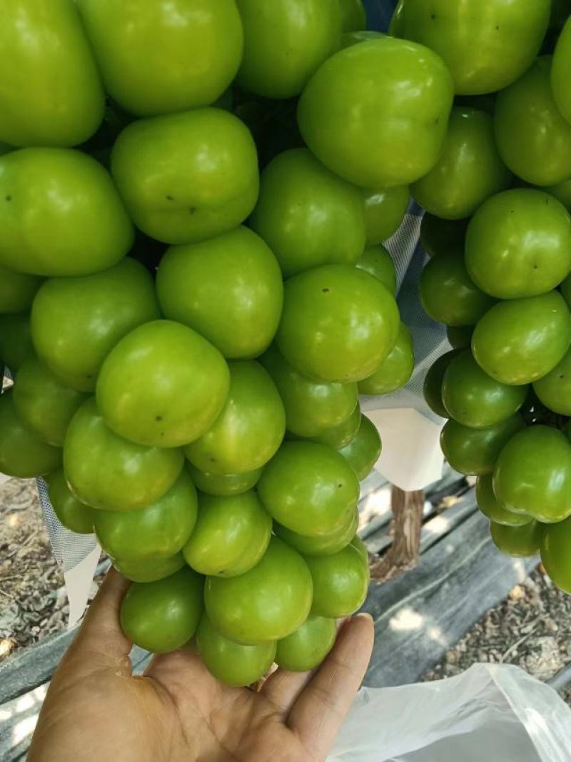 【精品】湖南阳光玫瑰，果形好，甜度高，硬度杠杠的