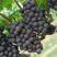 巨峰葡萄，平邑巨峰葡萄大量上市中，产地现摘口感甜，颜色黑