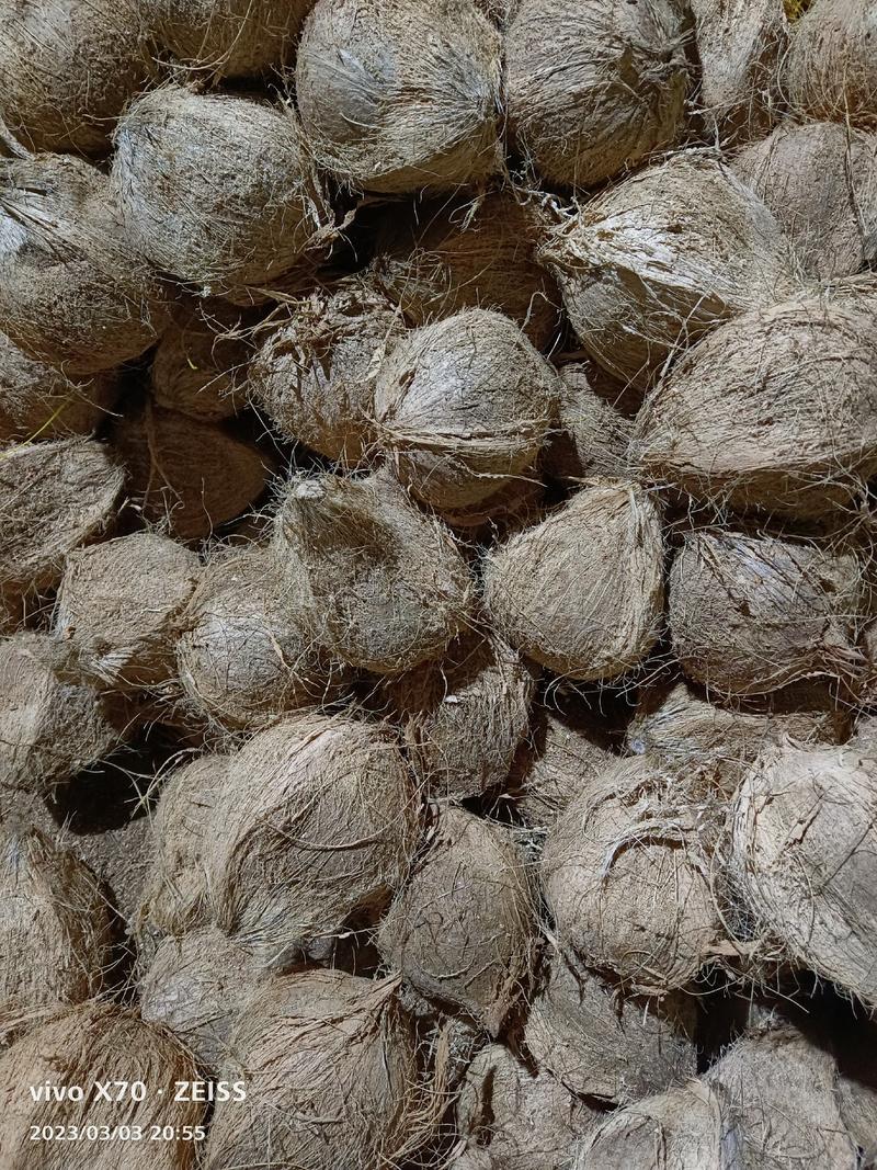 毛椰，厂家批发，一年四季供货，欢迎合作共赢，精品货