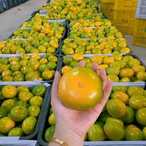 【特早蜜橘】湖南蜜橘大量供应产地一手货源全国发货
