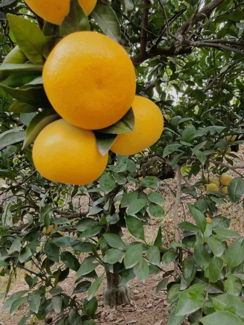 【特早蜜橘】湖南蜜橘大量供应产地一手货源全国发货