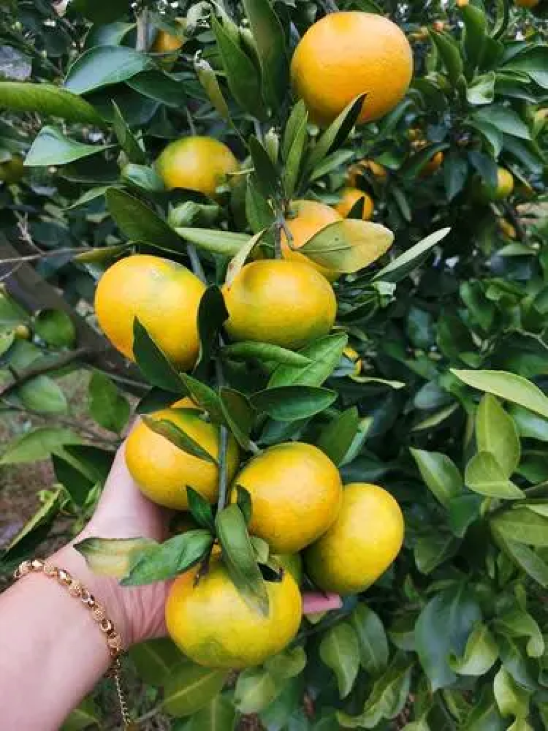 【特早蜜橘】湖南蜜橘大量供应产地一手货源全国发货