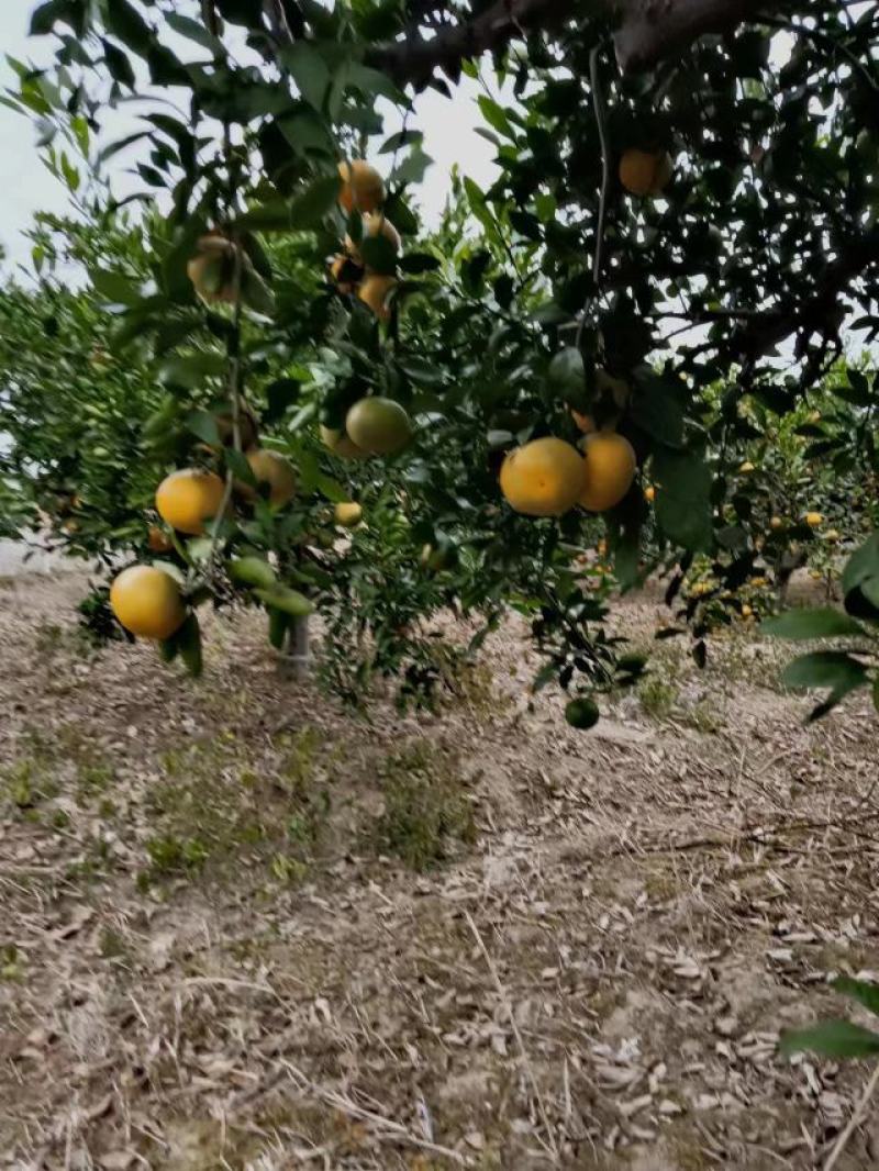 【特早蜜橘】湖南蜜橘大量供应产地一手货源全国发货