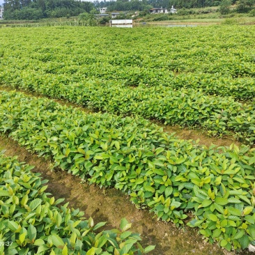 高山喜树苗，木质化好，存活率高，根系发达