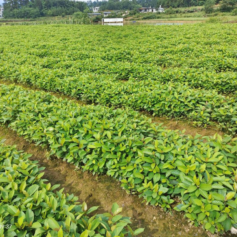 高山喜树苗，木质化好，存活率高，根系发达